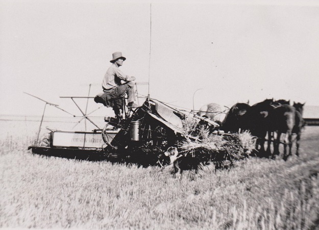 Saskatchewan Wheat Harvest